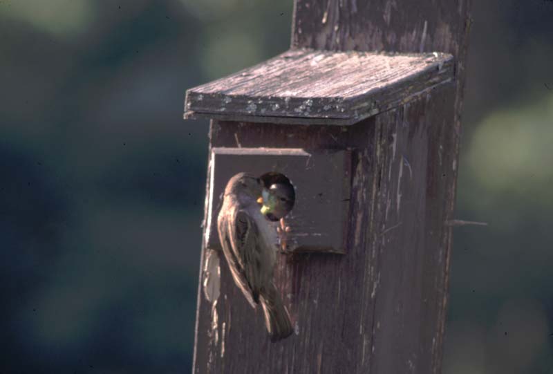 Sparrow's Nesting