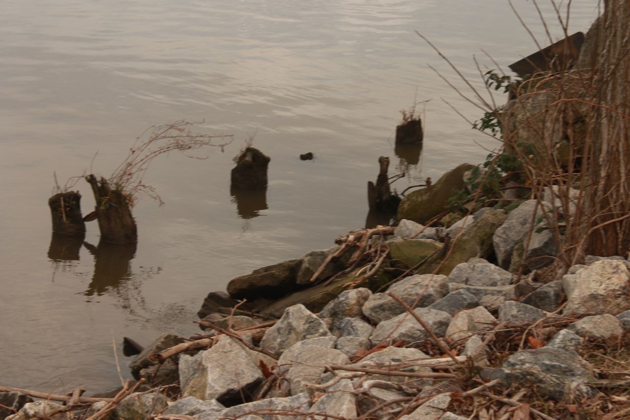 pilings along
      shoreline