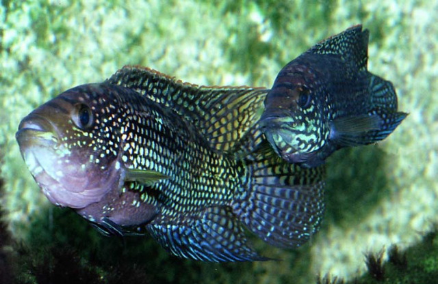 jack dempsey cichlid