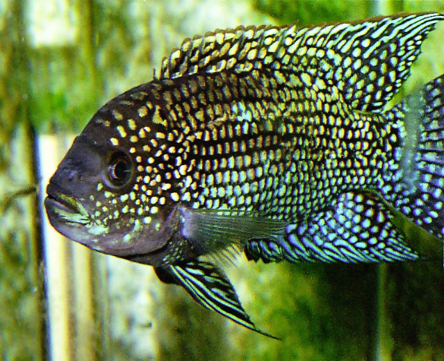 small jack dempsey